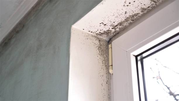 Mold Removal for HVAC Installations in Winder, GA