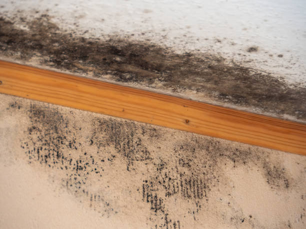 Reliable Winder, GA Mold Removal Solutions