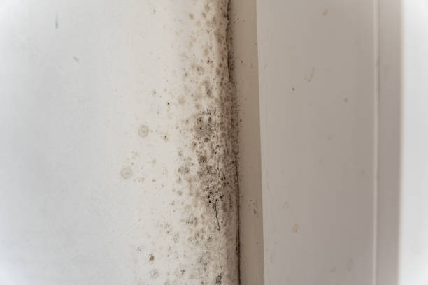 Best Air Quality Testing for Mold Spores  in Winder, GA
